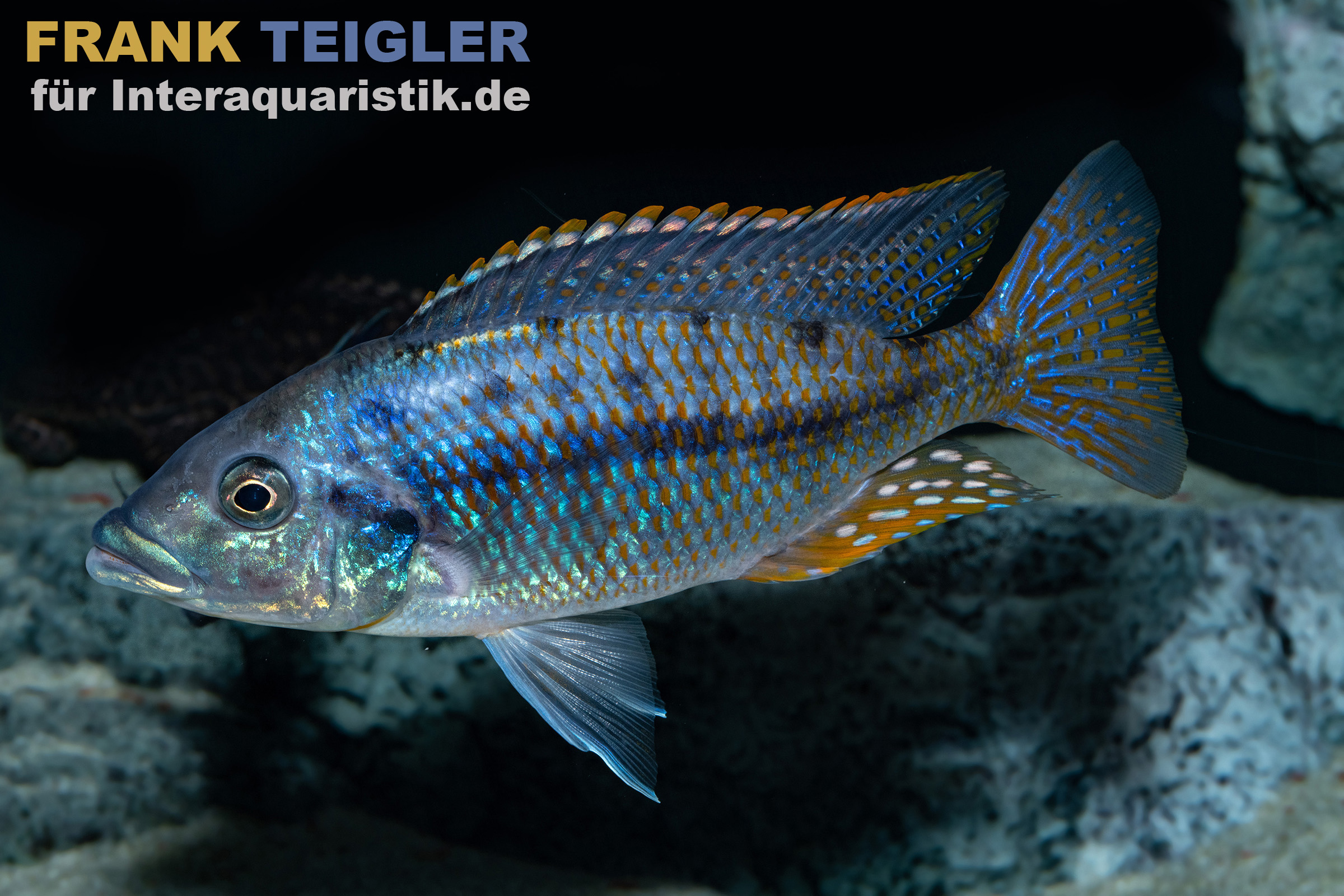 Bunter Malawi-Buntbarsch im Aquarium Blaue und orange Cichlide vor Felsgrund